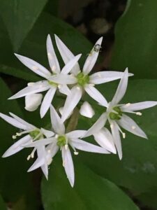 wild garlic-flower-cultureandcream-Blogpost
