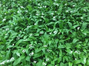 wild garlic-field-forest-cultureandcream-Blogpost