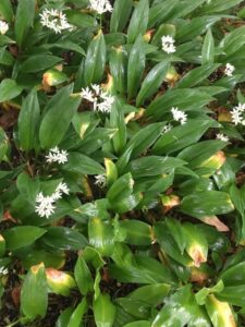 wild garlic-single plant-cultureandcream-blogpost