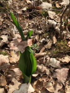 autumn crocus-growing-cultureandcream-blogpost