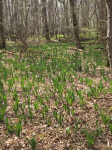 autumn crocus-field-forest-cultureandcream-blogpost