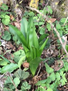 autumn crocus-single plant-cultureandcream-blogpost