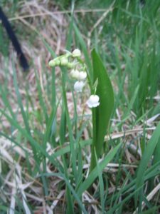 Maiglöckchen-Blüte-Glöckchen-cultureandcream-blogpost