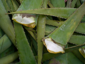 Aloe Vera-Pflanze-Gel-Saft-Blätter-cultureandcream-blogpost