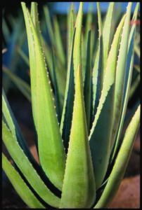 Forever-Aloe-Vera-plant-cultureandcream-blogpost