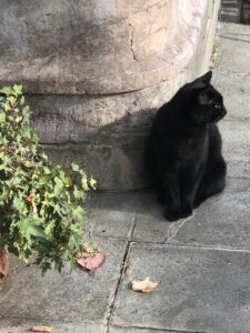 cat-black-alert-Franz-the-cat-teakbank-cultureandcream-blogpost