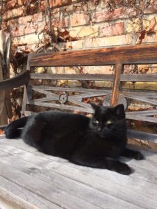 cat-black-tomcat-cultureandcream-blogpost