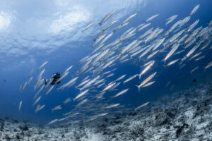 barracudas-tauchen-riff-malediven-cultureandcream-blogpost
