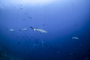 Blacktip-Reefshark-tauchen-malediven-snorkel-cultureandcream-blogpost