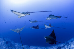 spotted-eagle-rays-snorkel-malediven-cultureandcream-blogpost