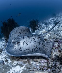 stingray-diving-riff-maldives-cultureandcream-blogpost