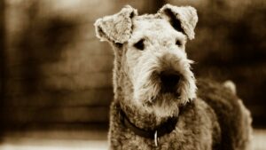 dog-airdale-terrier-breed-cultureandcream-blogpost