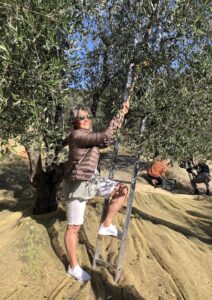 olive-harvest-bäumekämmen-olivenernte-lavialla-cultureandcream-blogpost