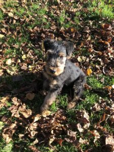 airedale-terrier-welpe-byron-laub-outdoor-cultureandcream-blogpost