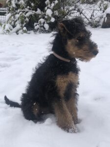 airedale-terrier-welpe-schnee-cultureandcream-blogpost