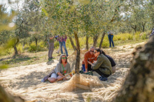 olivenernte-harvest-oliven-italien-toskana-arezzo-lavialla-cultureandcream-blogpost