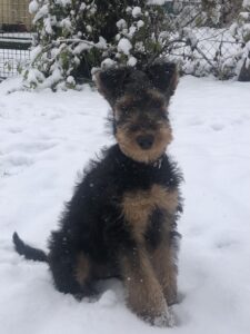 airedale-terrier-welpe-ruede-zucht-schnee-outdoor-hund-cultureandcream-blogpost