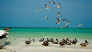 mayariviera-insel-mexico-holborn-pelicane-moeven-sandstrand-meer-cultureandcream-blogpost
