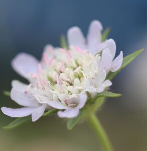 ginseng-bluete-weiß-asien-natur-natuerlich-tcm-medizin-cultureandcream-blogpost