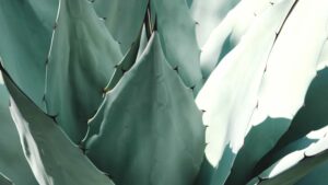 agave-blätter-pflanze-saft-beautyelixir-cultureandcream-blogpost