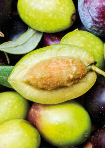 olive-aufgeschnitten-Schnitt-fattoria-laviall-toskana-tuscany-cultureandcream-blogpost