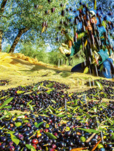 olive-ernte-harvest-fattoria-lavialla-toskana-tuscany-cultureandcream-blogpost