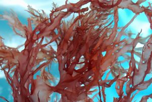 rotalge-red-seaweed-blooms-esensa-mediterana-anti-cellulite-boy-cultureandcream-blogpost