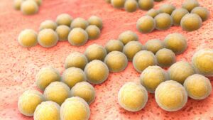 Staphylococcus aureus-bacteria-rosacea-skin-problem-inflammation-cultureandcream-blogpost