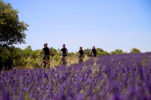 bike-tour-lavender-fields-provence-violet-flowers-cultureandcream-blogpost