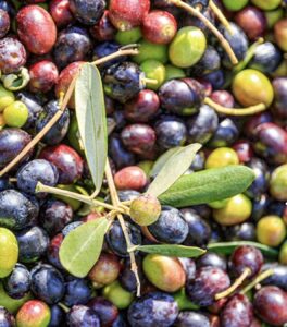 oliven-polyphenole-olivenpresswasser-acquamora-toscana-fattoria-lavialla-cultureanecream-blogpost