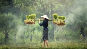 reisfelder-harvest-rice-vietnam-woman-carying-traditional-cultureandcream-blogpost