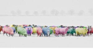 schafe-bunt-sheep-colored-herde-colorated-farben-cultureandcream-blogpost