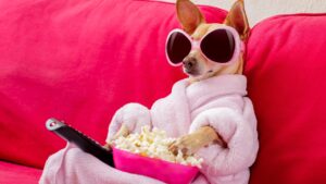 dog-fun-sunglasses-popcorn-pink-cultureandcream-blogpost