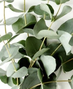 eukalyptus-plant-scent-freshness-frische-cultureandcream-blogpost