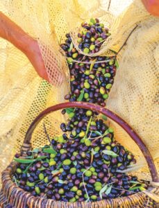 olives-harvest-mill-graining-peeling-ingredient-olivenkerne-hautglaettend-cultureandcream-blogpost