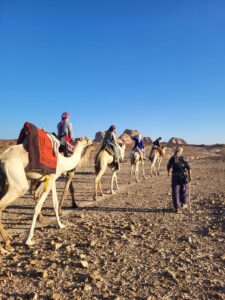 desert-trip-wuestentour-camel-kamele-beduine-cultureandcream-blogpost